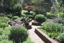 Load image into Gallery viewer, Royal Botanic Gardens Victoria Herb Garden